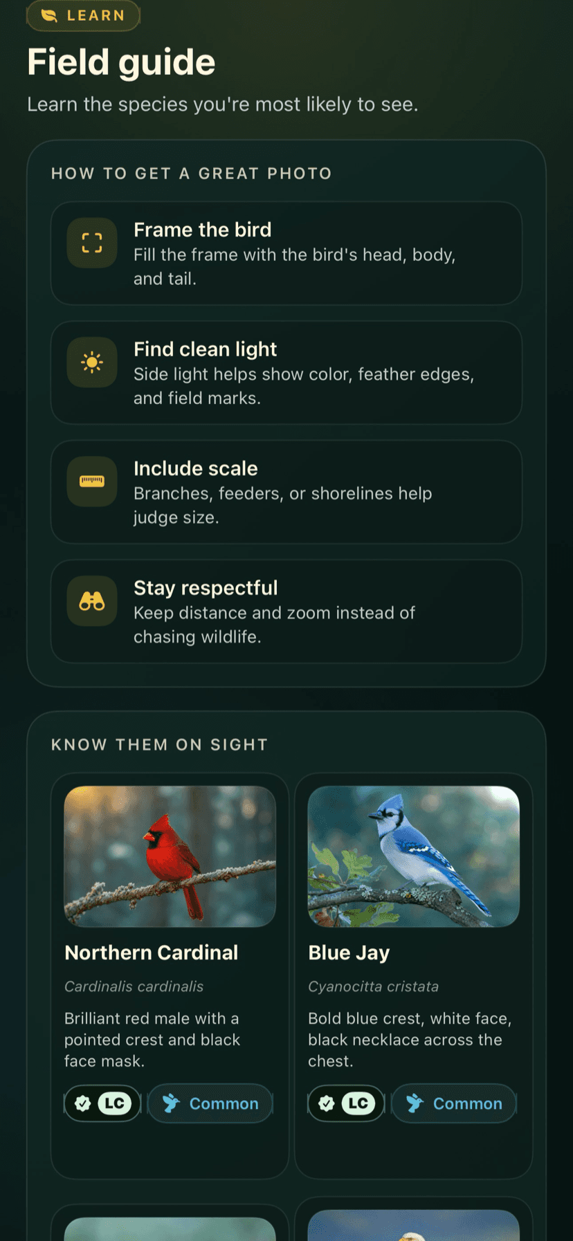 Learn to identify birds