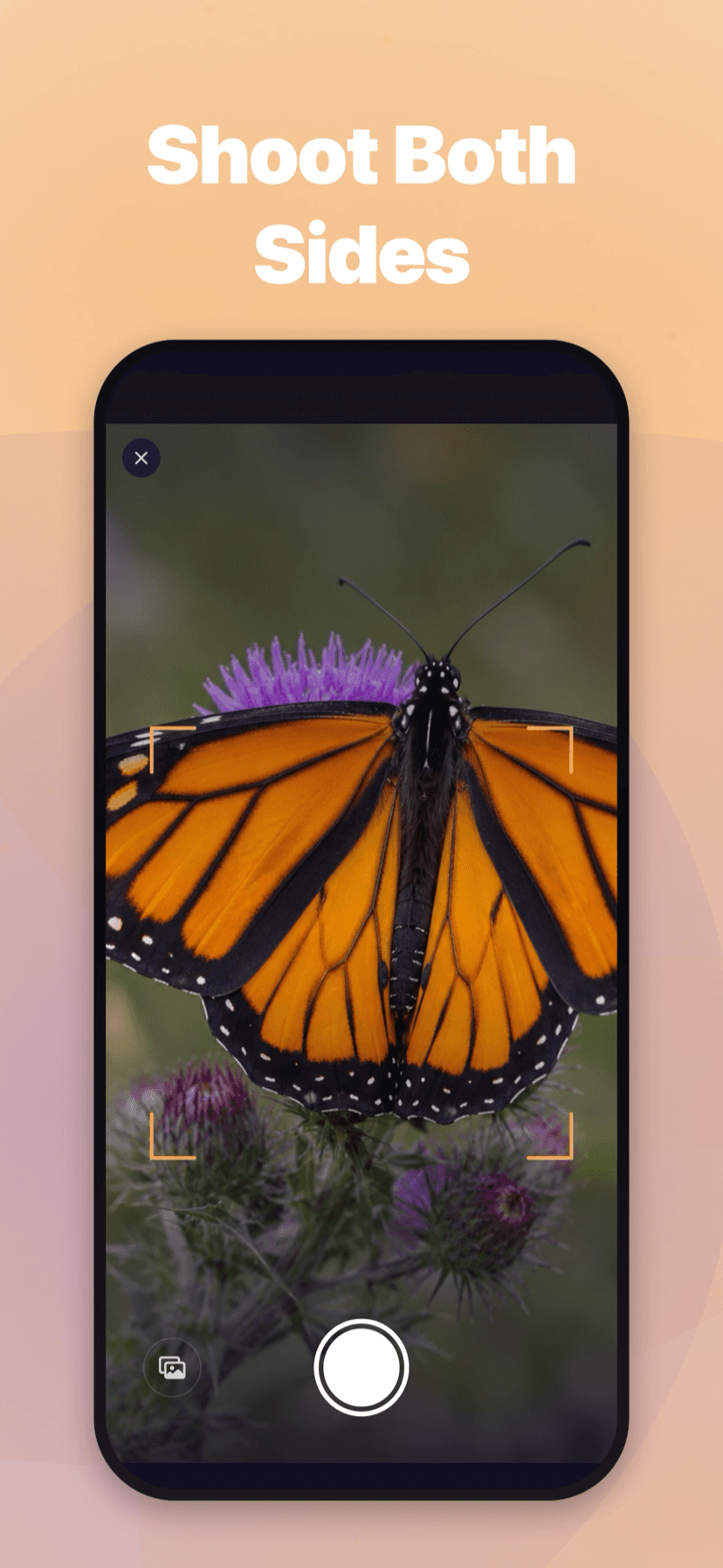 Photograph any butterfly